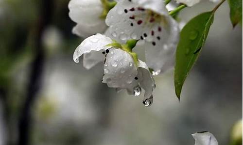 梨花带雨什么意思-梨花带雨出自什么典故