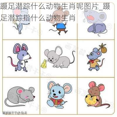 蹑足潜踪什么动物生肖呢图片_蹑足潜踪指什么动物生肖