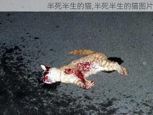 半死半生的猫,半死半生的猫图片