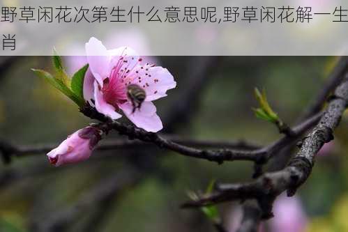 野草闲花次第生什么意思呢,野草闲花解一生肖