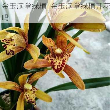 金玉满堂绿植_金玉满堂绿植开花吗