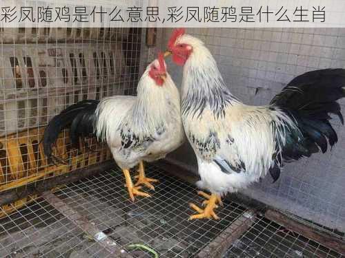 彩凤随鸡是什么意思,彩凤随鸦是什么生肖