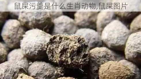 鼠屎污羹是什么生肖动物,鼠屎图片