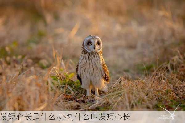 发短心长是什么动物,什么叫发短心长