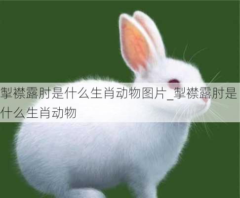 掣襟露肘是什么生肖动物图片_掣襟露肘是什么生肖动物