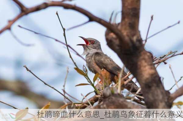 杜鹃啼血什么意思_杜鹃鸟象征着什么意义