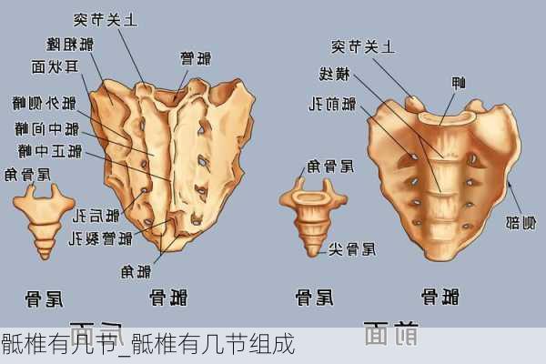 骶椎有几节_骶椎有几节组成