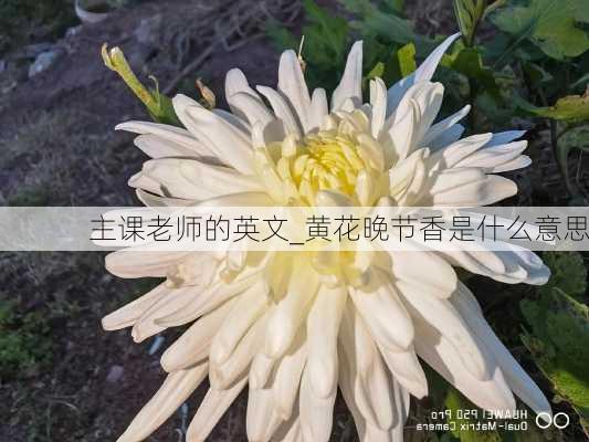 主课老师的英文_黄花晚节香是什么意思